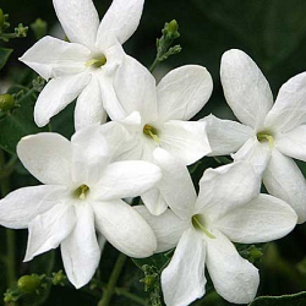 Jai Plant - Juhi, Jasminum Polyanthum Live Plant